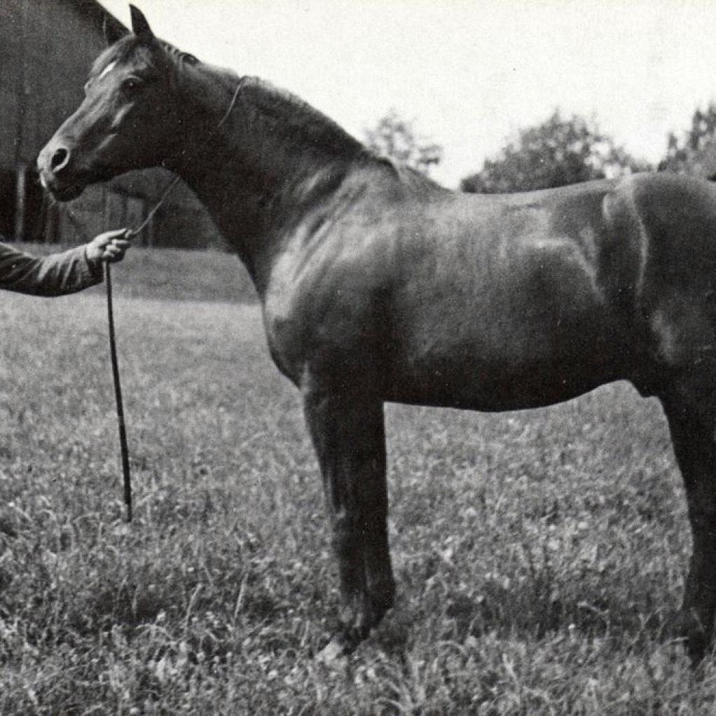 Foto eines Trakehners